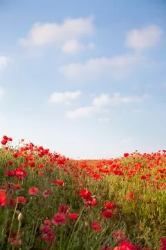 Poppies background Stock Photos