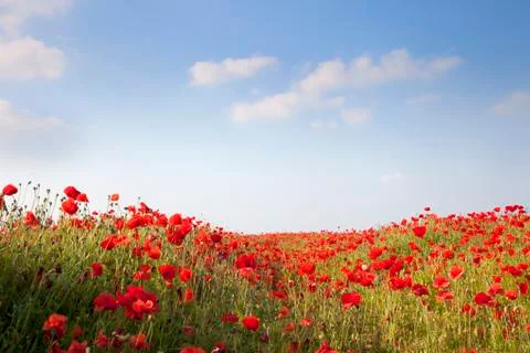 Poppies background Stock Photos