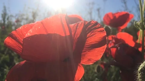 Poppies in backlight 01 Video stock 130391211