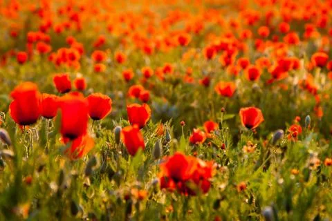 Poppies. A beautiful blooming glade of poppies in the rays of the setting sun. Stock Photos