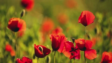 Poppies in a beautiful meadow during spring season, HD video Stock Footage 136563752