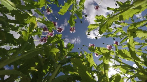 Poppies from beneath, 4K Stock Footage 65453892