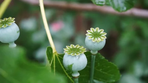 Poppies between leaves of a fig tree Stock Footage 111356767
