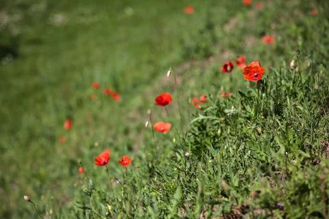 Poppies in bloom in a field Stock Photos