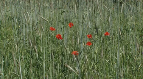 Poppies blooming in corn field - rye - secale cereale Video stock 27120053