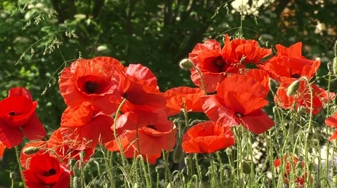 Poppies blooming in summer breeze - medium shot Stock Footage 45855120