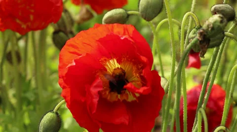 Poppies &amp; the Bumblebee Video stock 39651835