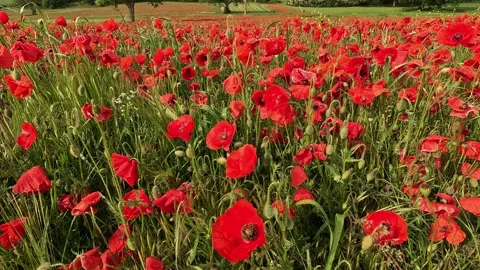 Poppies close up Stock Footage 276223417