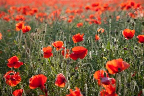 Poppies, close-up Stock Photos