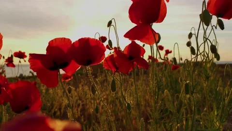 Poppies close-up at sunset. Stock Footage 169833722