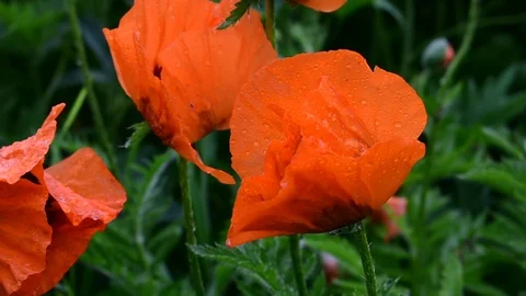 Poppies, closeup Stock Footage 110842212