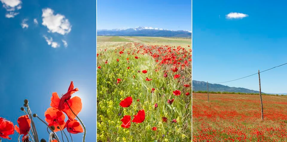 Poppies collage Stock Photos