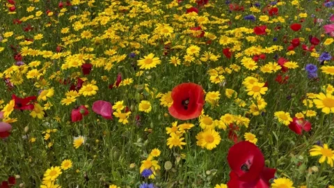 Poppies, Corn Marigold and Corn Flower in a wild flower meadow, England, UK Stock-Footage 280261248