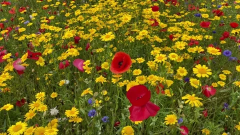 Poppies, Corn Marigold and Corn Flower in a wild flower meadow, England, UK Stock-Footage 280261367