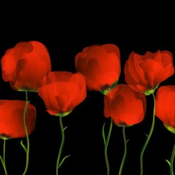 Poppies dance Stock Illustration