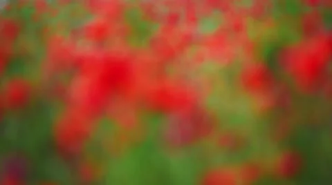 Poppies defocus Stock Footage 50890122