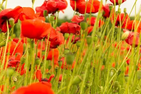Poppies field with buds under rays of sun Stock Photos