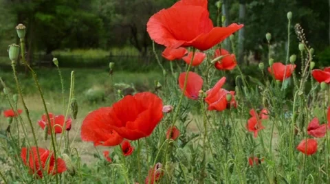 Poppies on Field Close Up Stock Footage 46124228