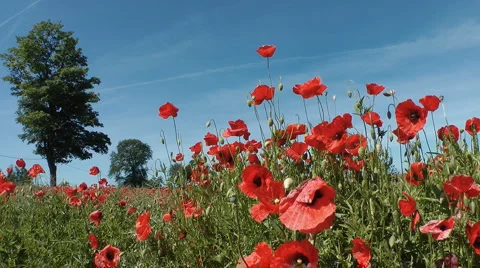 Poppies field Stock Footage 6530209