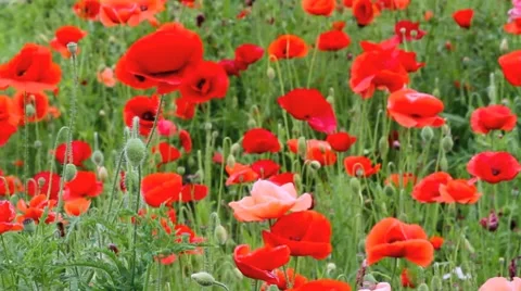 Poppies field. Stock Footage 7765493