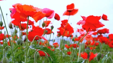Poppies field. Stock-Footage 7765506