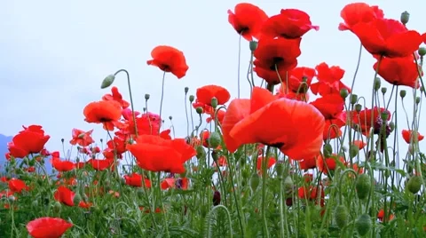 Poppies field. Stock Footage 7765513