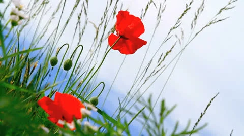 Poppies field. Stock Footage 24642442