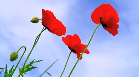 Poppies field. Stock Footage 24642655