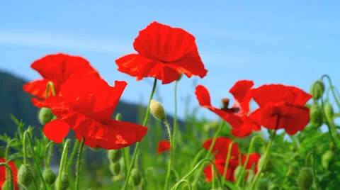 Poppies field. Stock Footage