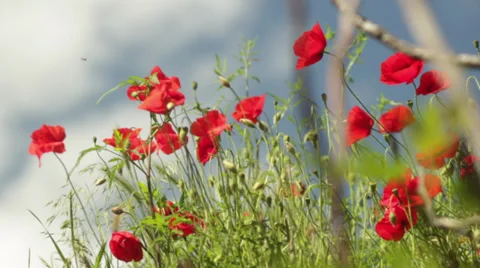 Poppies field Stock Footage 36693495