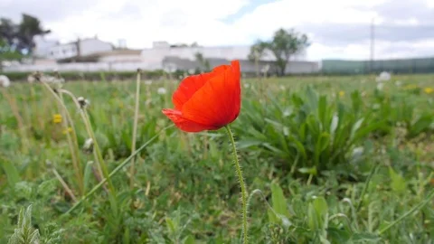 Poppies in a field Stock Footage 71548310