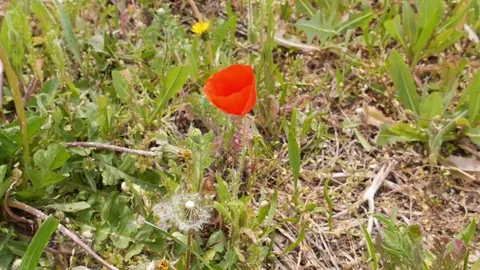 Poppies in a field Stock Footage 71553008