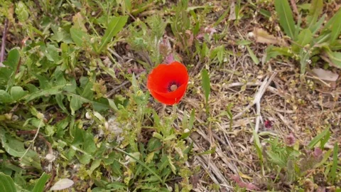 Poppies in a field Stock Footage 71553018