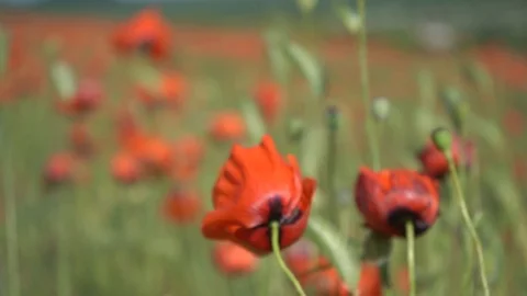 Poppies in the field Stock Footage 112377976