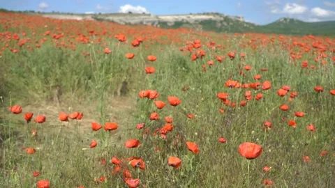 Poppies in the field Stock Footage 112378101