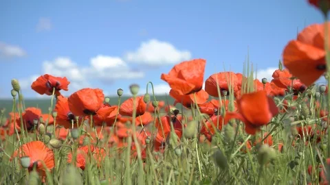Poppies in the field Stock Footage 112378166