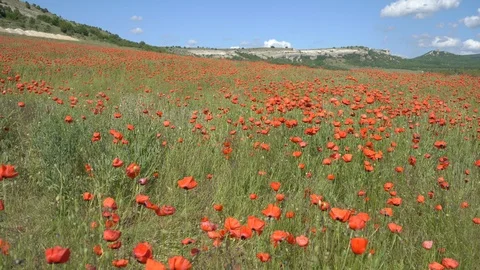 Poppies in the field Stock Footage 112378255
