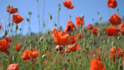Poppies in the field Stock Footage 112378447