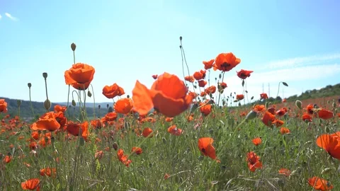 Poppies in the field Stock Footage 112378484