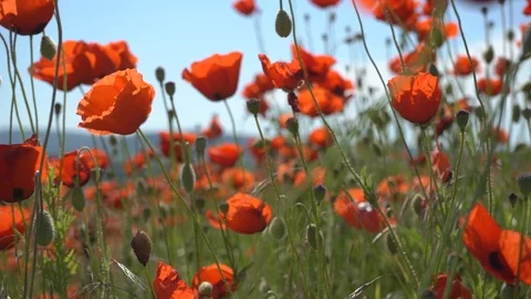 Poppies in the field Stock Footage 112378610