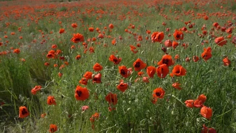 Poppies in the field Stock Footage 112378619