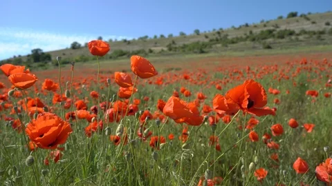 Poppies in the field Stock Footage 112378944