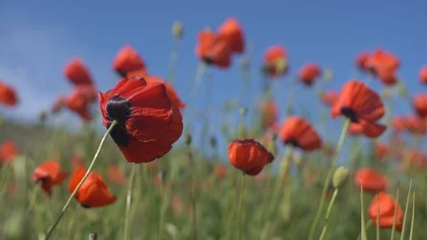 Poppies in the field Stock Footage 112379022
