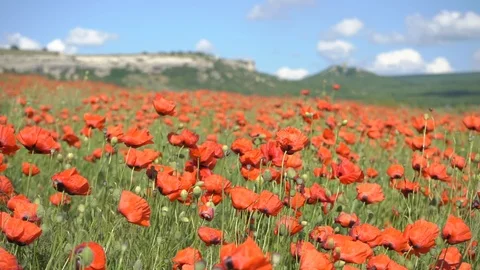 Poppies in the field Stock Footage 112379032