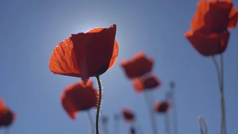 Poppies in the field Stock Footage 112379162