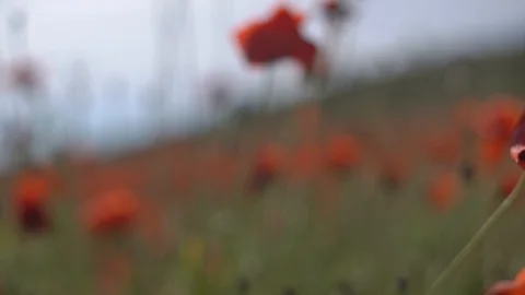 Poppies in the field Stock Footage 112379343