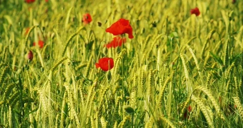 Poppies in a field Stock Footage 132163390
