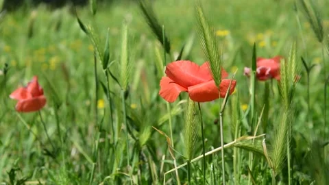 Poppies in the field Stock Footage 154901312