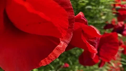POPPIES IN THE FIELD 스톡 동영상 231409499