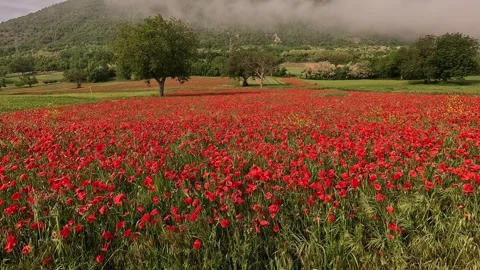 Poppies field Stock Footage 276223423